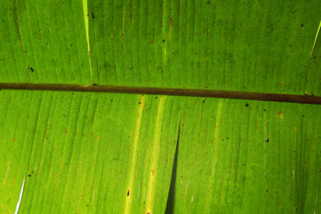 Details of the banana leaf for backgroundの写真素材