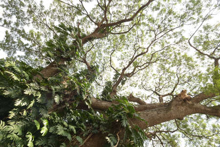 Landscape the big tree with nature background