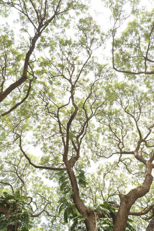 Landscape the big tree with nature backgroundの写真素材