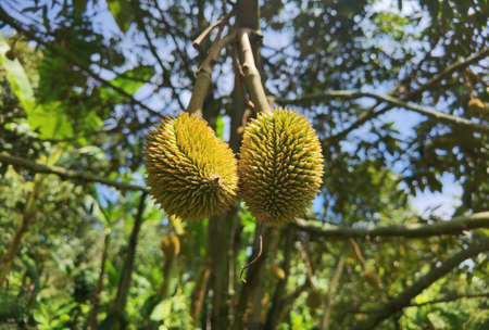Close up of young durian fruit hanging on a branch.の写真素材