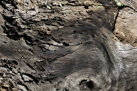 close up of old wooden texture for background