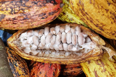 Pile of cacao beans and cocoa pod backgroundの写真素材
