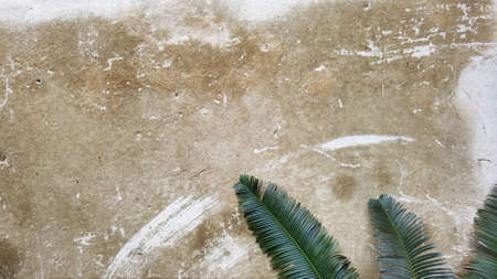 close up of green leaves on cement wall backgroundの写真素材