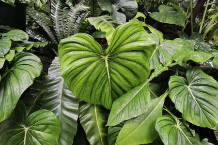 close up of tree with green leaf in the gardenの写真素材