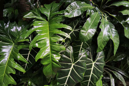 close up of tree with green leaf in the garden