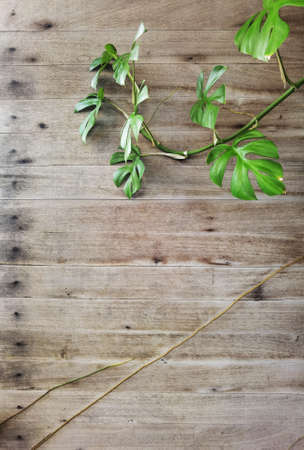 close up of green leaf on wooden for backgroundの写真素材