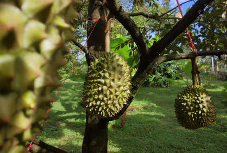 Close up of durians hanging on the tree