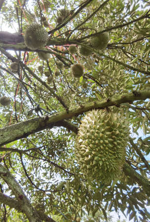 Close up of durians hanging on the treeの写真素材