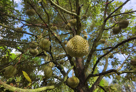 Close up of durians hanging on the tree