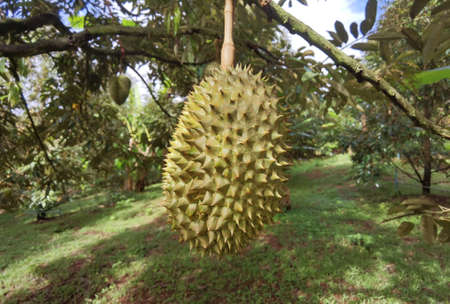 Close up of durians hanging on the tree