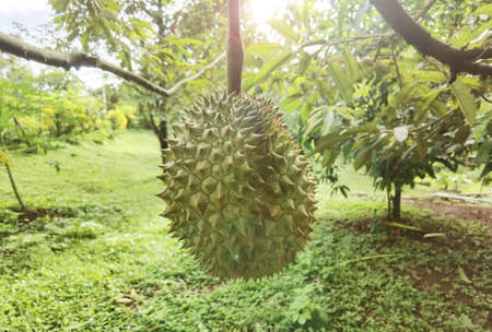 Close up of durians hanging on the treeの写真素材