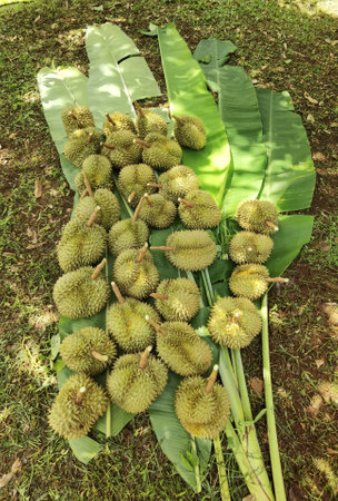 Top view of durian fruit on the floorの写真素材