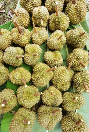 Top view of durian fruit on the floorの写真素材