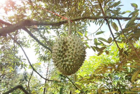 Close up of durians hanging on the treeの写真素材