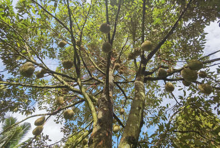Close up of durians hanging on the treeの写真素材