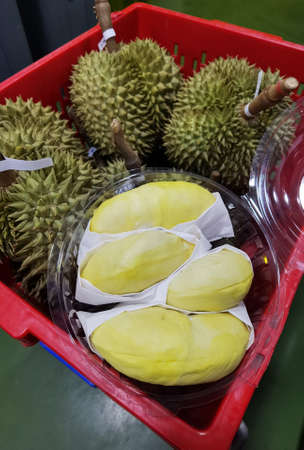 Peeled yellow Mon Thong durian on heap of durian fruitsの写真素材
