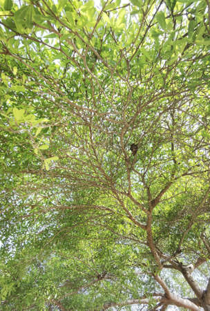 Landscape the big tree with nature backgroundの写真素材