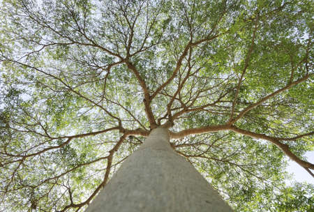 Landscape the big tree with nature backgroundの写真素材
