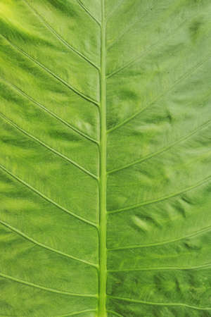 Details of the nature for backgroundの写真素材