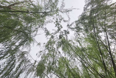 Landscape the big tree with nature backgroundの写真素材