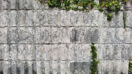 Ivy growing on a concrete wall backgroundの写真素材