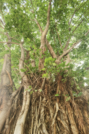 Landscape the big tree with nature background