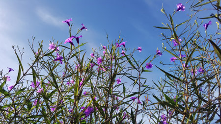 close up of beautiful purple flower in the gardenの写真素材