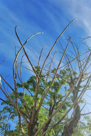 Landscape the big tree with blue sky in natureの写真素材