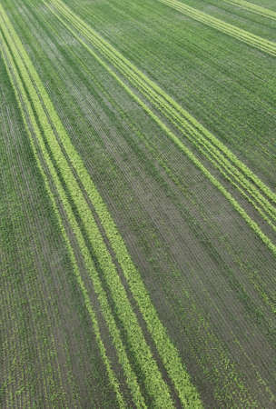 Top view of green grass texture background