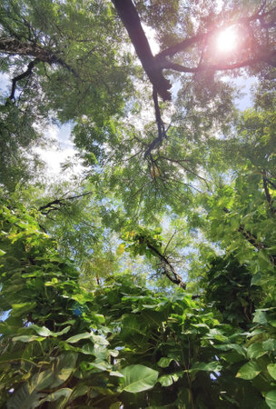 Landscape the big tree with nature backgroundの写真素材