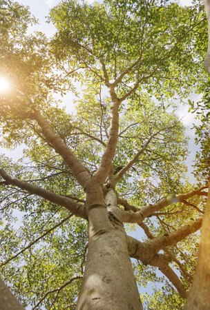 Landscape the big tree with nature background