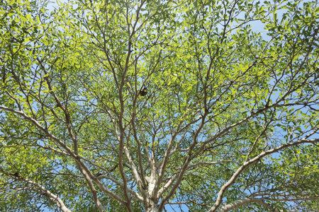 Landscape the big tree with nature backgroundの写真素材