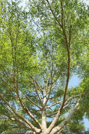 Landscape the big tree with nature backgroundの写真素材
