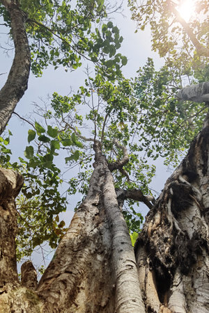 Landscape the big tree with nature backgroundの写真素材