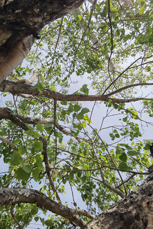 Landscape the big tree with nature backgroundの写真素材