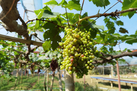 Vine and bunch of white grapes in gardenの写真素材