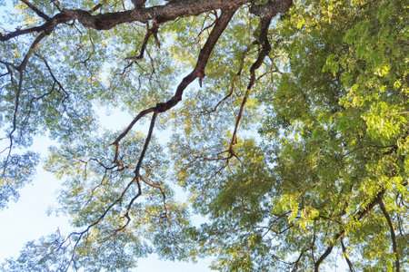 Landscape the big tree with nature background