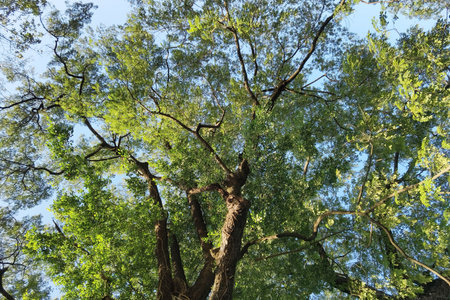 Landscape the big tree with nature backgroundの写真素材