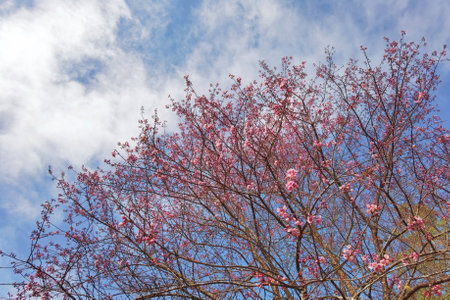 Phaya suae flower or sakura flower in Thailandの写真素材