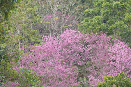 <p>Phaya suae flower or sakura flower in Thailand</p>の写真素材