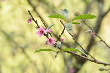 <p>Phaya suae flower or sakura flower in Thailand</p>の写真素材