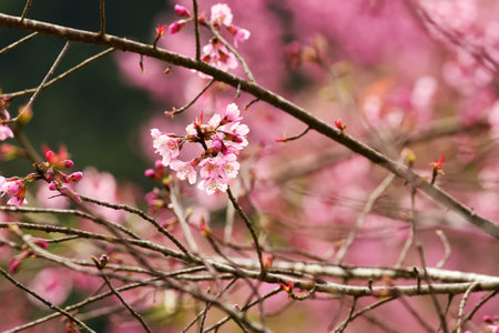 Phaya suae flower or sakura flower in Thailandの写真素材