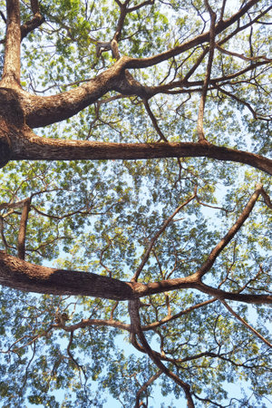 Landscape the big tree with nature backgroundの写真素材