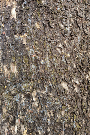 close up of tree bark texture for backgroundの写真素材