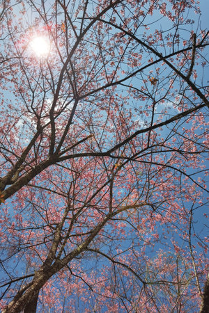 Phaya suae flower or sakura flower in Thailandの写真素材