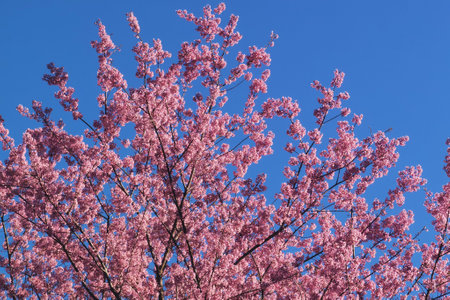 Phaya suae flower or sakura flower in Thailandの写真素材