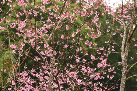 Phaya suae flower or sakura flower in Thailandの写真素材