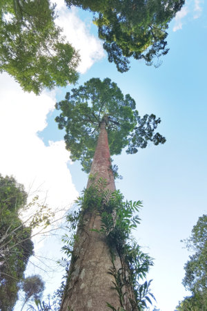 Landscape the big tree with nature backgroundの写真素材