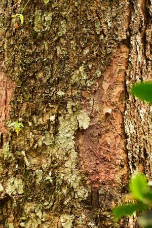 close up of tree bark texture for backgroundの写真素材