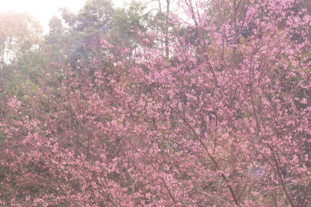 Phaya suae flower or sakura flower in Thailandの写真素材